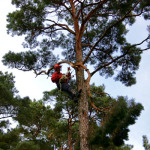 Crowning dangerous trees